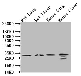 Western Blot, Positive WB detected in: Hela whole cell lysate, LO2 whole cell lysate, A549 whole cell lysate, U87 whole cell lysate, HepG2 whole cell lysate, All lanes: CD9 antibody at 1:1000, Secondary, Goat polyclonal to rabbit IgG at 1/50000 dilution, Predicted band size: 25 kDa, Observed band size: 25 kDa