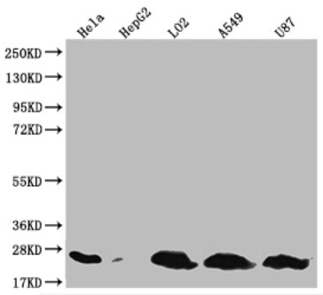 Immunohistochemistry of paraffin-embedded human placenta tissue using CAC13567 at dilution of 1:100