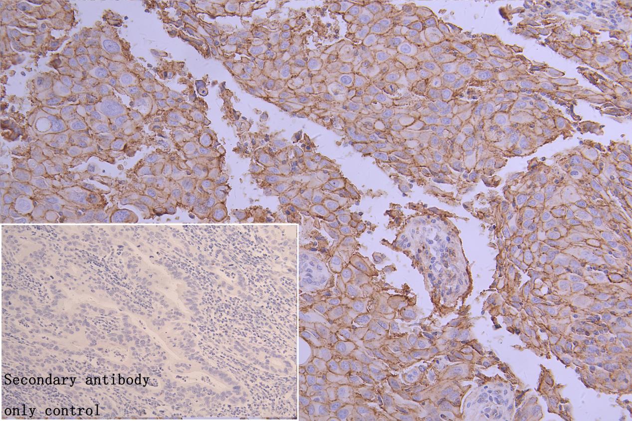 CD9 Polyclonal Antibody - image 5