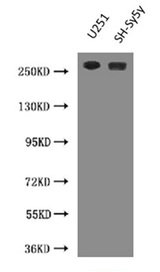 Immunohistochemistry of paraffin-embedded human tonsil tissue using CAC13650 at dilution of 1:100