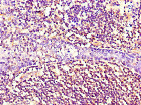 Immunohistochemistry of paraffin-embedded human kidney tissue using CAC13650 at dilution of 1:100