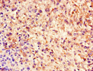NES Monoclonal Antibody - image 5