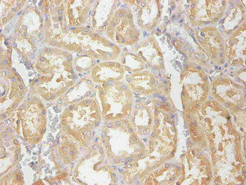 CST3 Monoclonal Antibody - image 3