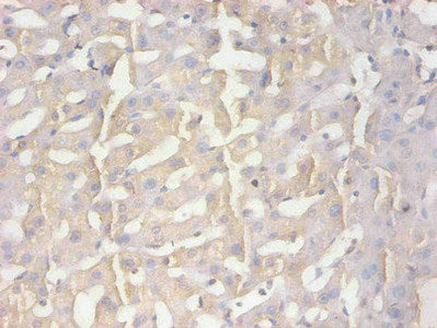 AMBP Monoclonal Antibody - image 2