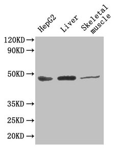 Immunofluorescence staining of HepG2 cells with CAC13746 at 1:166, counter-stained with DAPI. The cells were fixed in 4% formaldehyde, permeabilized using 0.2% Triton X-100 and blocked in 10% normal Goat Serum. The cells were then incubated with the antibody overnight at 4°C. The secondary antibody was Alexa Fluor 488-congugated AffiniPure Goat Anti-Rabbit IgG(H+L).