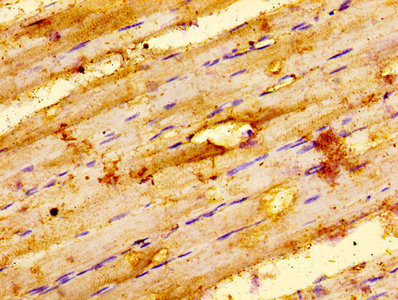 ILK Polyclonal Antibody - image 4