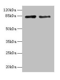 HJURP Polyclonal Antibody - image 2