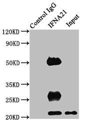 IFNA21 Polyclonal Antibody - image 3