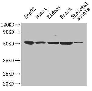 Igfbp1 Polyclonal Antibody - image 2