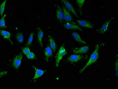 IPO13 Polyclonal Antibody - image 4