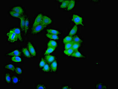 MAPK3 Polyclonal Antibody - image 5