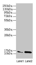 MMGT1 Polyclonal Antibody - image 3
