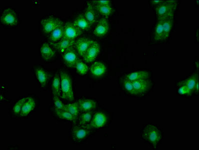 OGN Polyclonal Antibody - image 4