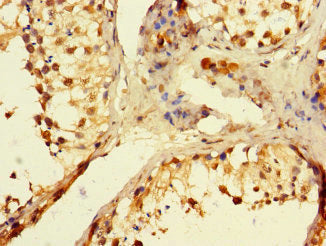 POLB Polyclonal Antibody - image 4