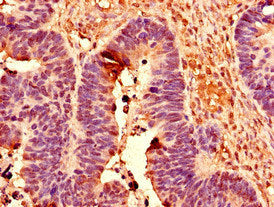 POLR2C Polyclonal Antibody - image 4