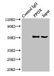 PPOX Polyclonal Antibody - image 5
