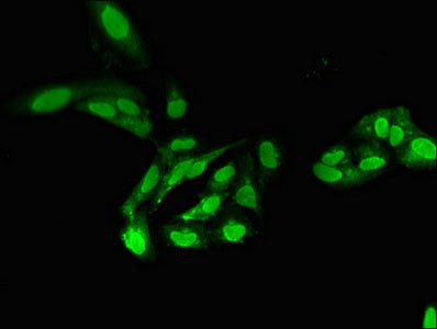 PPP2CA Polyclonal Antibody - image 4