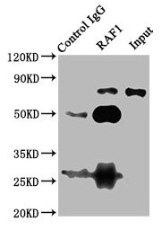 Western Blot, Positive WB detected in: MCF-7 whole cell lysate, All lanes: RAF1 antibody at 4ug/ml, Secondary, Goat polyclonal to rabbit IgG at 1/50000 dilution, Predicted band size: 74, 76 kDa, Observed band size: 74 kDa