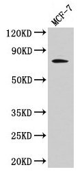 RAF1 Polyclonal Antibody - image 5