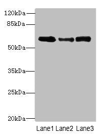 Smox Polyclonal Antibody - image 2