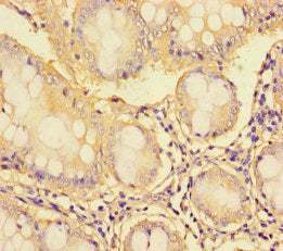 SYN1 Polyclonal Antibody - image 3