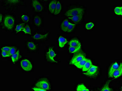 TMEM91 Polyclonal Antibody - image 5