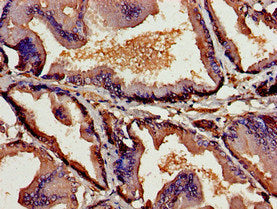TSLP Polyclonal Antibody - image 3