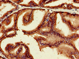 MYC Polyclonal Antibody - image 3