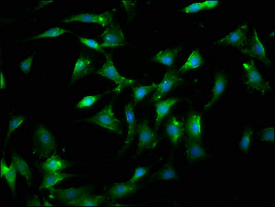 LGALS9 Polyclonal Antibody - image 5