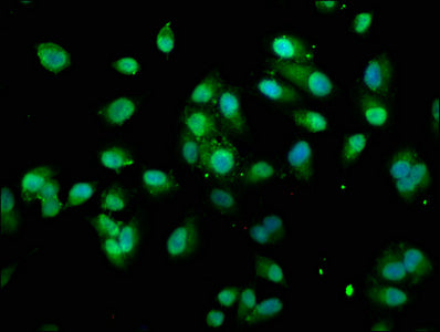 TXN Polyclonal Antibody - image 5
