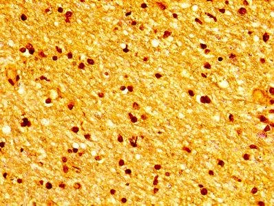 Immunofluorescent analysis of HepG2 cells using CAC14053 at dilution of 1:100 and Alexa Fluor 488-congugated AffiniPure Goat Anti-Rabbit IgG(H+L)