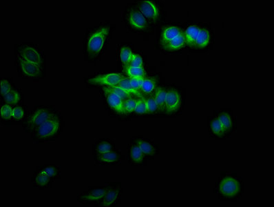 TUBB3 Polyclonal Antibody - image 4