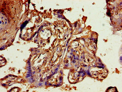 IHC image of CAC14082 diluted at 1:800 and staining in paraffin-embedded human kidney tissue performed on a Leica BondTM system. After dewaxing and hydration, antigen retrieval was mediated by high pressure in a citrate buffer (pH 6.0). Section was blocked with 10% normal goat serum 30min at RT. Then primary antibody (1% BSA) was incubated at 4°C overnight. The primary is detected by a biotinylated secondary antibody and visualized using an HRP conjugated SP system.