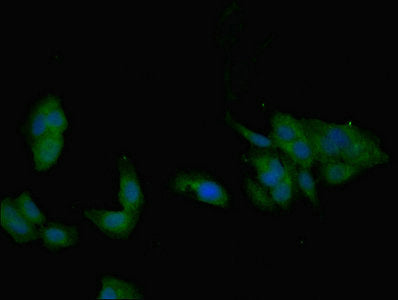 BMP7 Polyclonal Antibody - image 5