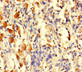 TGFA Polyclonal Antibody - image 4