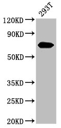 AFP Polyclonal Antibody - image 2