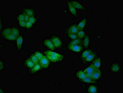 Western Blot, Positive WB detected in: HepG2 whole cell lysate, MCF-7 whole cell lysate, All lanes: AGT antibody at 3.9ug/ml, Secondary, Goat polyclonal to rabbit IgG at 1/50000 dilution, Predicted band size: 54 kDa, Observed band size: 54 kDa