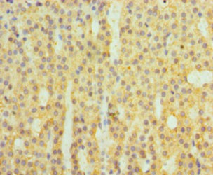 CFB Polyclonal Antibody - image 4