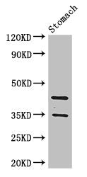 PGC Polyclonal Antibody - image 2