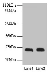 CSH1 Polyclonal Antibody - image 2