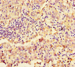 NAPSA Polyclonal Antibody - image 4