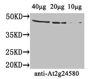At2g24580 Polyclonal Antibody - image 2