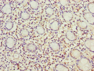 MRPL49 Polyclonal Antibody - image 4