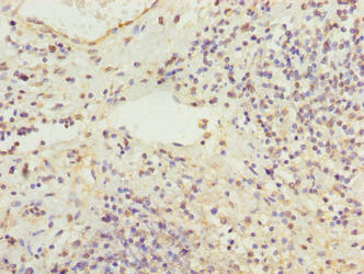 RBMS2 Polyclonal Antibody - image 4