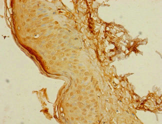 C8orf34 Polyclonal Antibody - image 4