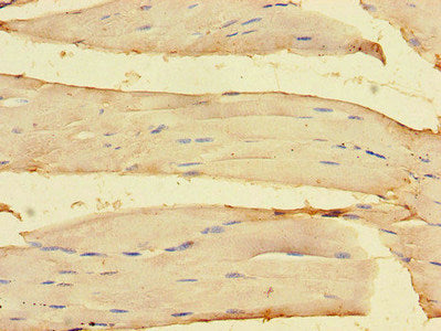 Immunofluorescent analysis of HepG2 cells using CAC14229 at dilution of 1:100 and Alexa Fluor 488-congugated AffiniPure Goat Anti-Rabbit IgG(H+L)