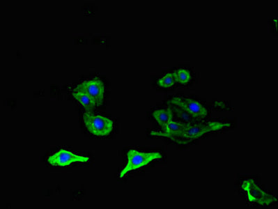 OLFML1 Polyclonal Antibody - image 4