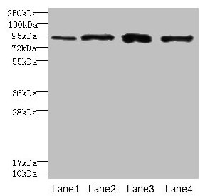 Immunohistochemistry of paraffin-embedded human small intestine tissue using CAC14235 at dilution of 1:100