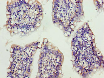 XRRA1 Polyclonal Antibody - image 3