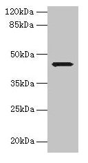 Immunohistochemistry of paraffin-embedded human pancreatic tissue using CAC14237 at dilution of 1:100
